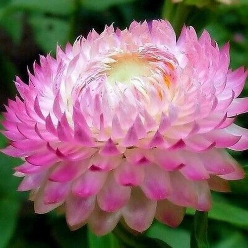 Helichrysum bracteatum 'Swiss Giant Mix'