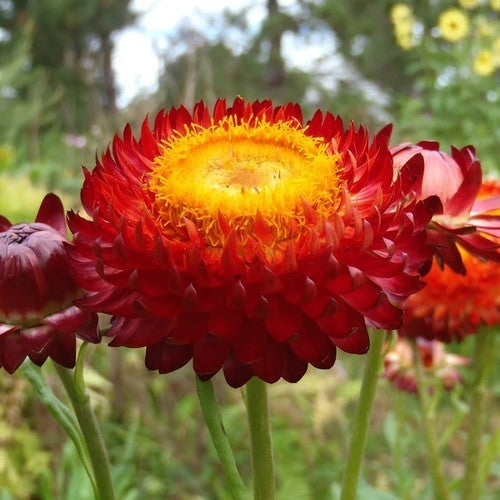 Helichrysum bracteatum 'Swiss Giant Mix'