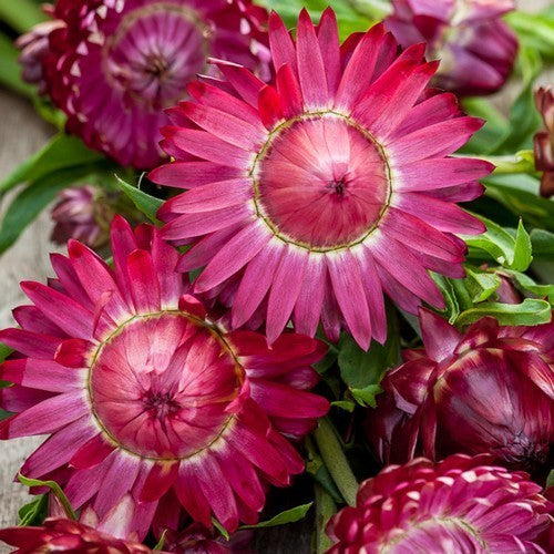 Helichrysum bracteatum 'Swiss Giant Mix'
