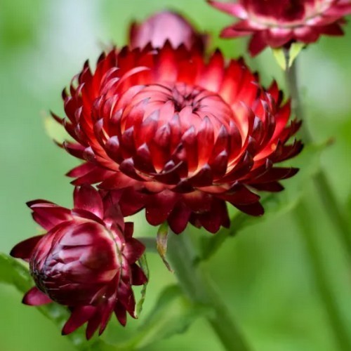 Helichrysum bracteatum 'Swiss Giant Mix'