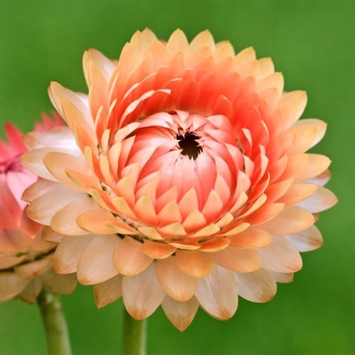 Helichrysum bracteatum 'Swiss Giant Mix'