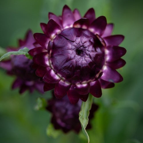 Helichrysum bracteatum 'Swiss Giant Mix'