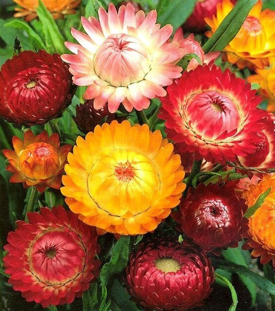 Helichrysum bracteatum 'Bright Bikini Mixed' / 'Tom Thumb Mi'