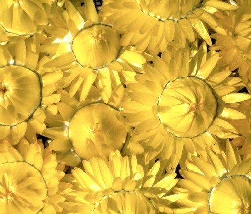 Helichrysum bracteatum 'Lemon-Yellow'