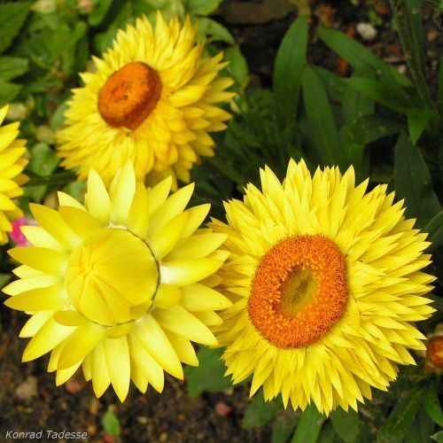 Helichrysum bracteatum 'Lemon-Yellow'