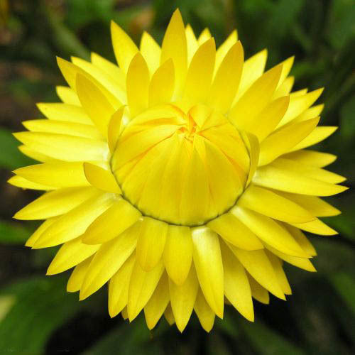 Helichrysum bracteatum 'Lemon-Yellow'