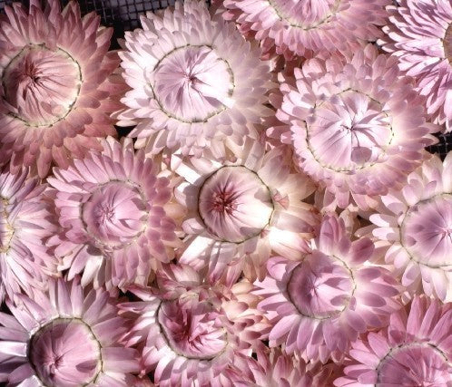 Helichrysum bracteatum 'Silvery Rose'