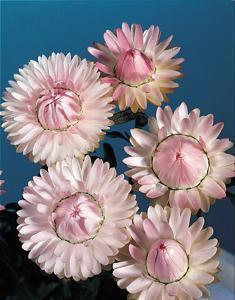 Helichrysum bracteatum 'Silvery Rose'