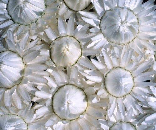 Helichrysum bracteatum 'White'