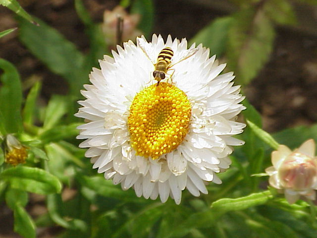 Helichrysum bracteatum 'White'