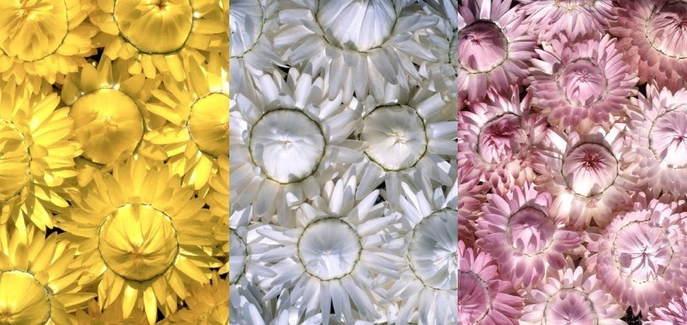 Helichrysum bracteatum 'Soft Tones Collection'