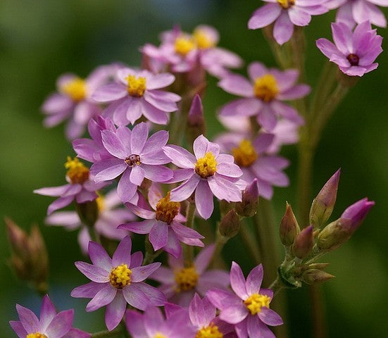 Helichrysum cassinianum