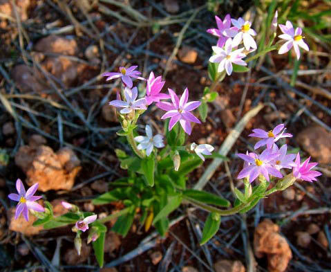 Helichrysum cassinianum
