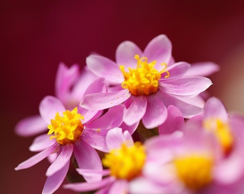 Helichrysum cassinianum