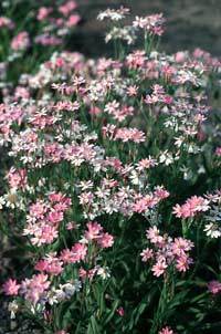 Helichrysum cassinianum
