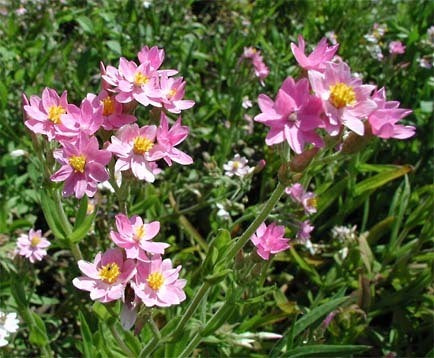 Helichrysum cassinianum