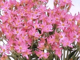 Helichrysum cassinianum