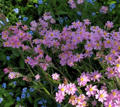 Helichrysum cassinianum