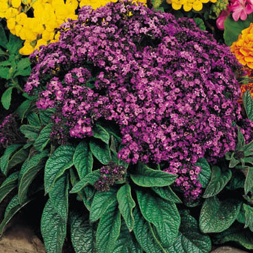 Heliotropium arborescens