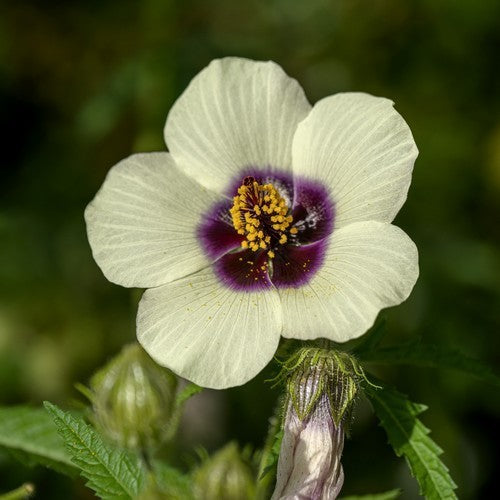 Hibiscus cannabinus
