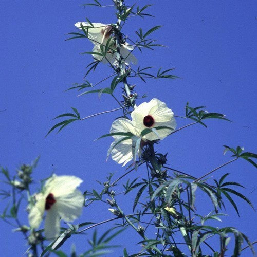 Hibiscus cannabinus