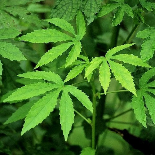 Hibiscus cannabinus