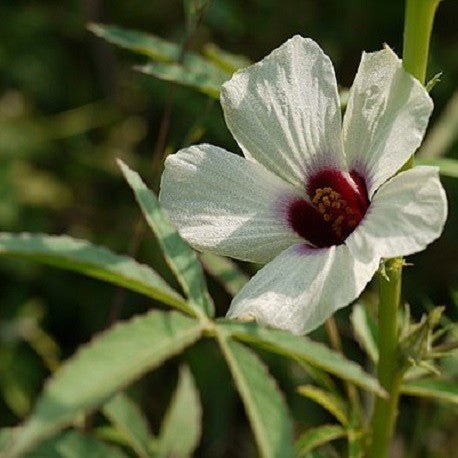 Hibiscus cannabinus
