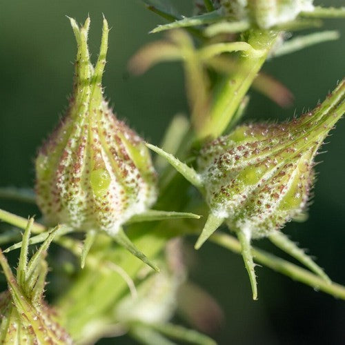 Hibiscus cannabinus