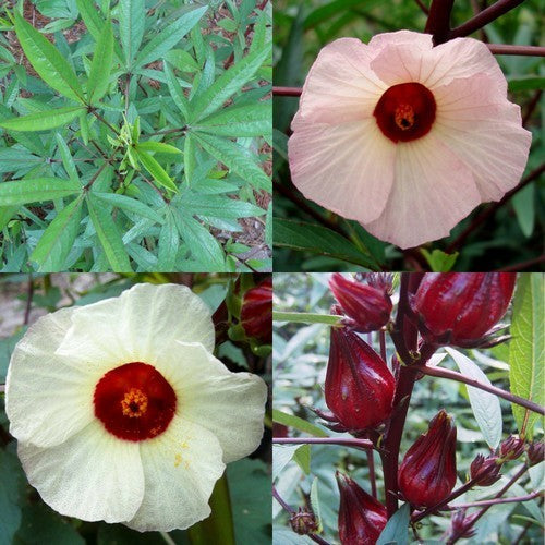 Hibiscus sabdariffa