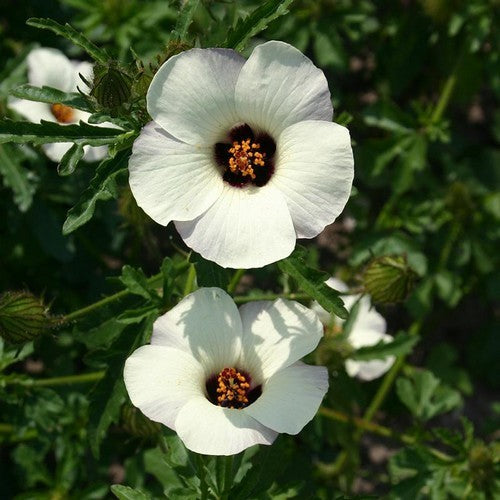 Hibiscus trionum 'Simply Love'