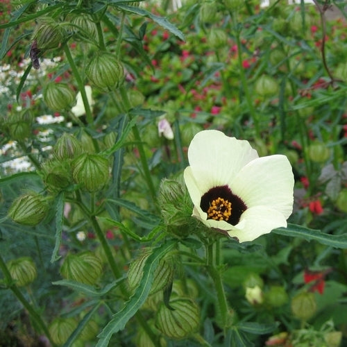 Hibiscus trionum 'Simply Love'