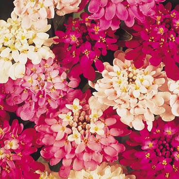 Iberis umbellata 'Fairy Mixed' / 'Empress'