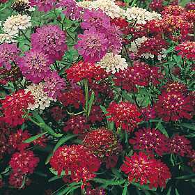 Iberis umbellata 'Fairy Mixed' / 'Empress'
