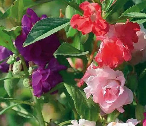 Impatiens balsamina 'Tom Thumb'
