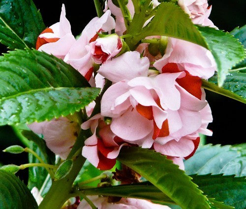 Impatiens balsamina 'Tom Thumb'