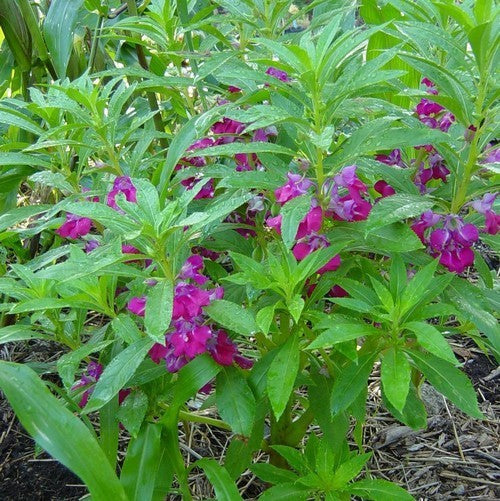 Impatiens balsamina 'Tom Thumb'