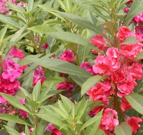 Impatiens balsamina 'Tom Thumb'