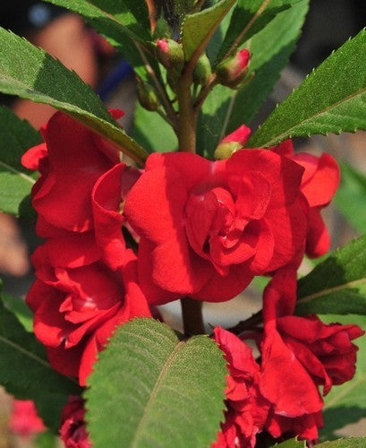 Impatiens balsamina 'Tom Thumb'
