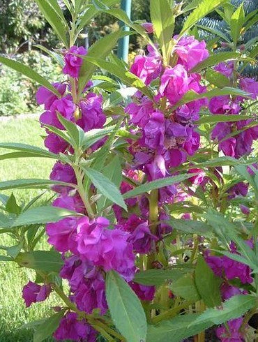 Impatiens balsamina 'Tom Thumb'