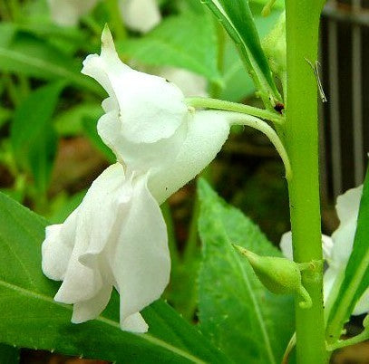 Impatiens balsamina 'Tom Thumb'