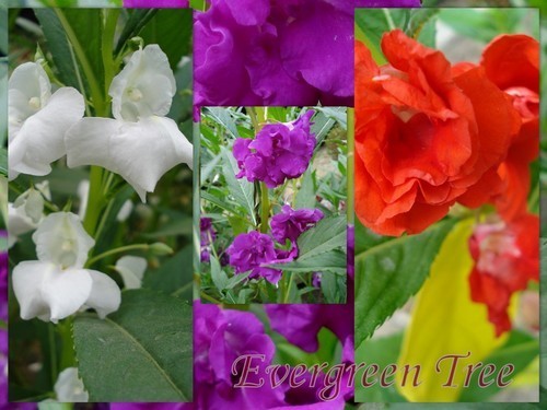 Impatiens balsamina 'Tom Thumb'