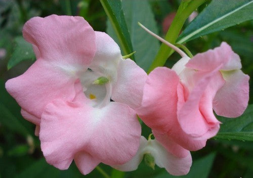Impatiens balsamina 'Tom Thumb'