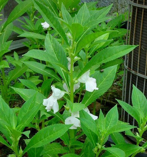 Impatiens balsamina 'Tom Thumb'