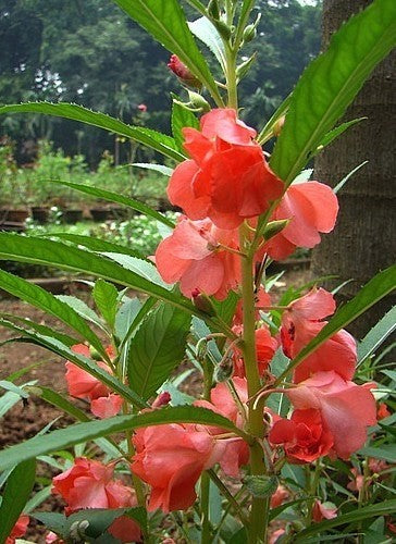 Impatiens balsamina 'Tom Thumb'