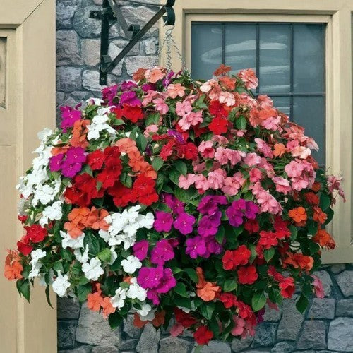 Impatiens walleriana 'All Colours' F1