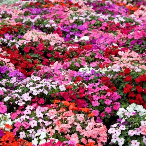 Impatiens walleriana 'All Colours' F1