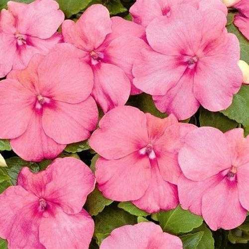 Impatiens walleriana 'Candy Rose' F1