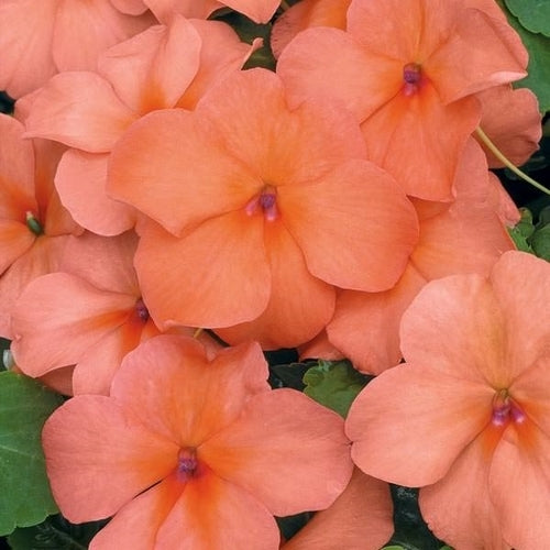 Impatiens walleriana 'Candy Salmon' F1