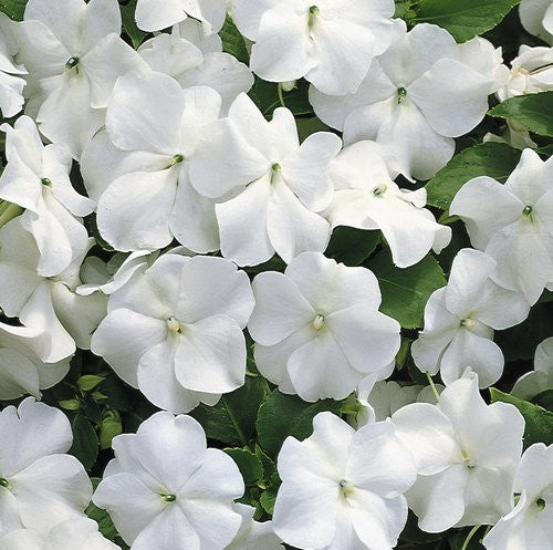 Impatiens walleriana 'Candy White' F1