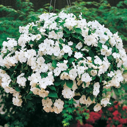 Impatiens walleriana 'Candy White' F1